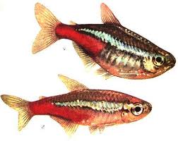 Tetra neonová